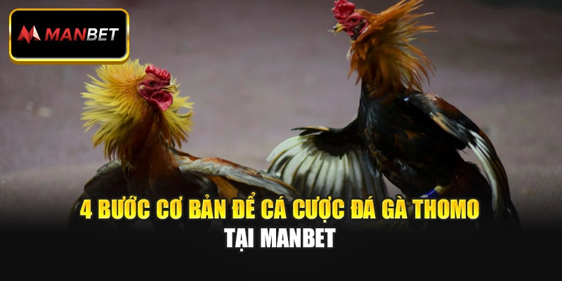 4 bước cơ bản để cá cược đá gà Thomo tại Manbet