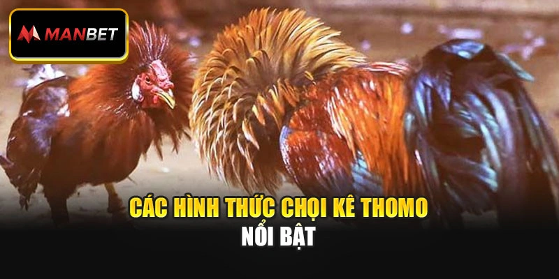 Các hình thức chọi kê Thomo nổi bật