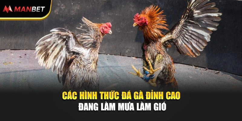 Các hình thức đá gà đỉnh cao đang làm mưa làm gió