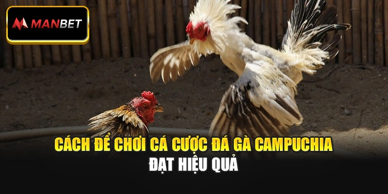 Cách để chơi cá cược đá gà Campuchia đạt hiệu quả