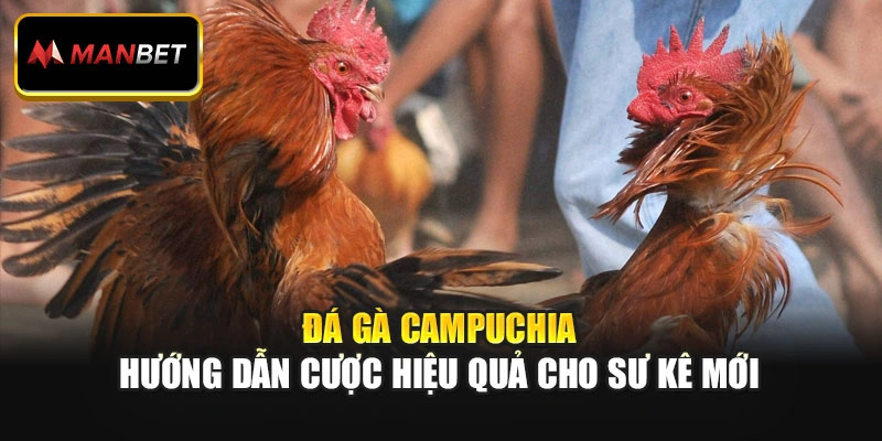 Đá Gà Campuchia: Hướng Dẫn Cược Hiệu Quả Cho Sư Kê Mới
