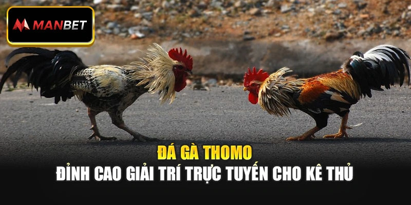 Đá Gà Thomo: Đỉnh Cao Giải Trí Trực Tuyến Cho Kê Thủ