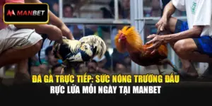 Đá Gà Trực Tiếp: Sức Nóng Trường Đấu Rực Lửa Mỗi Ngày Tại Manbet