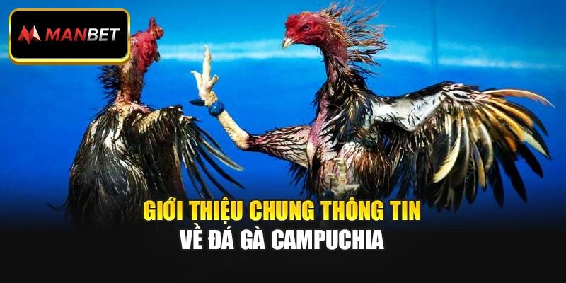 Giới thiệu chung thông tin về đá gà Campuchia