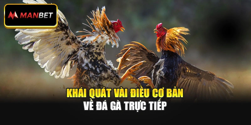Khái quát vài điều cơ bản về đá gà trực tiếp