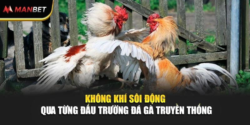 Không khí sôi động qua từng đấu trường đá gà truyền thống