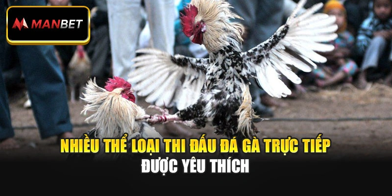Nhiều thể loại thi đấu đá gà trực tiếp được yêu thích