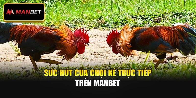 Sức hút của chọi kê trực tiếp trên Manbet