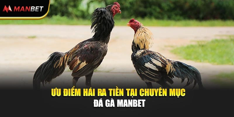 Ưu điểm hái ra tiền tại chuyên mục đá gà Manbet