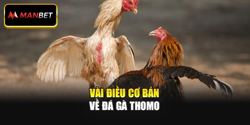 Vài điều cơ bản về đá gà Thomo