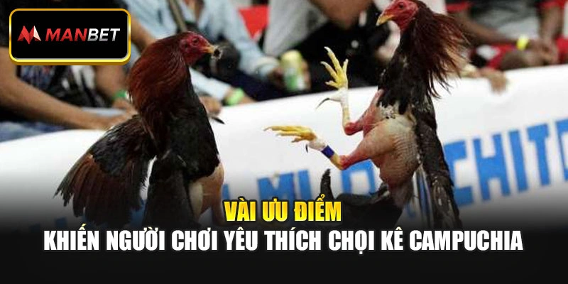Vài ưu điểm khiến người chơi yêu thích chọi kê Campuchia